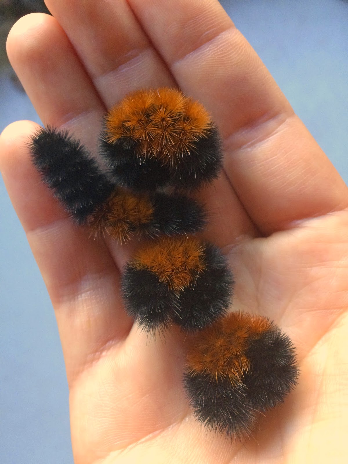 Northwest Butterflies Woolly Bear Fuzzy, Fun and Fascinating