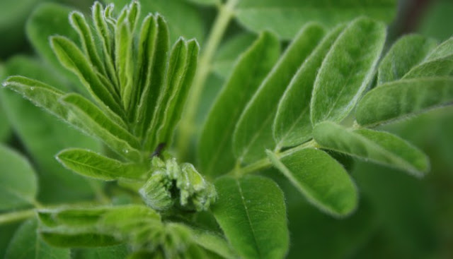 Lima Tanaman Herbal Ampuh Tingkatkan Kekebalan Tubuh Lima Tanaman Herbal Ampuh Tingkatkan Kekebalan Tubuh
