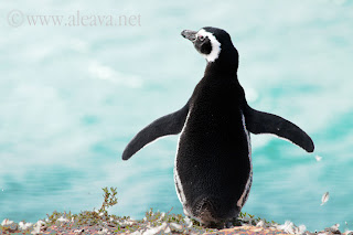 Pingüinos en Península Valdés