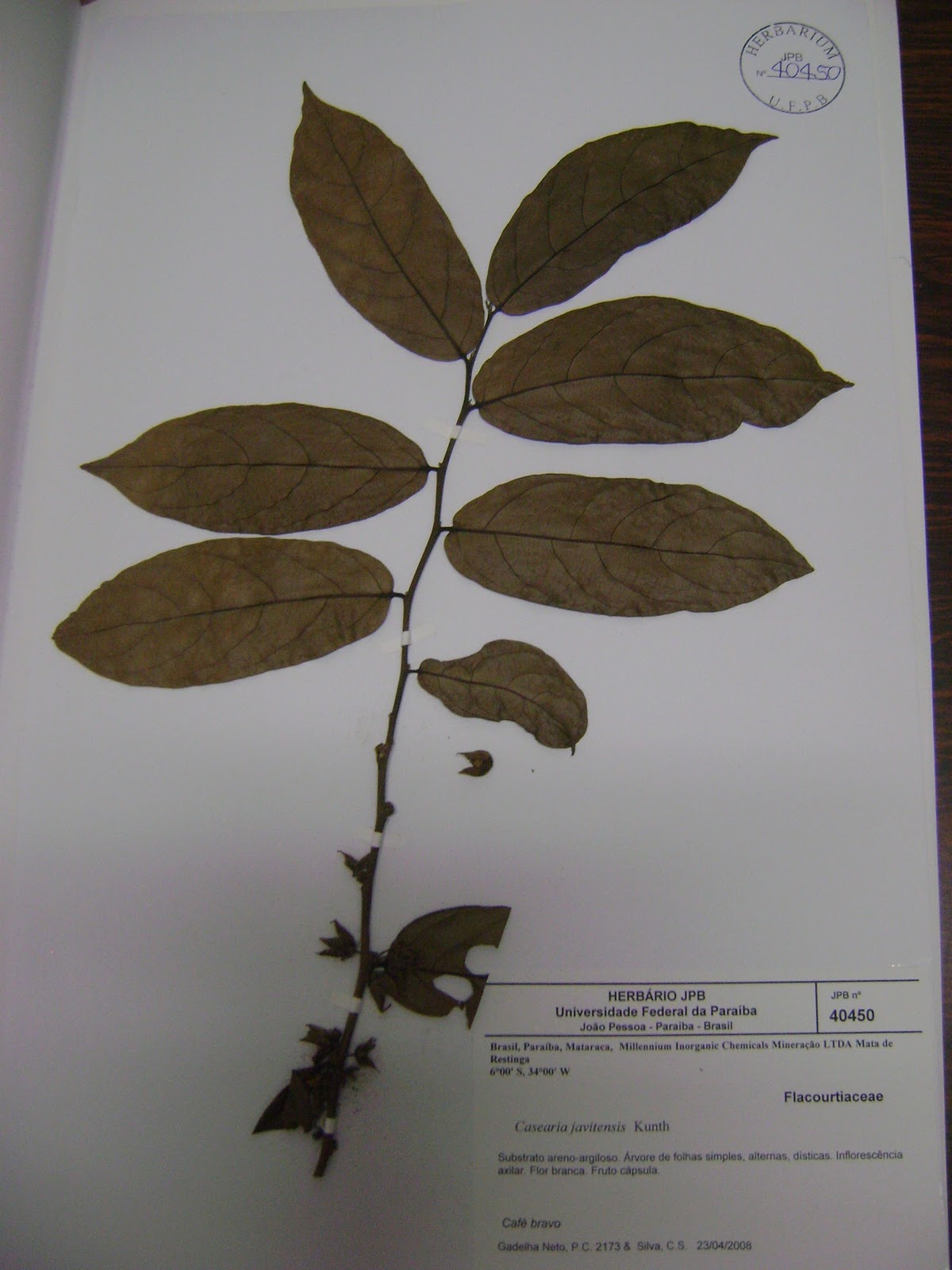 Sistemática de Plantas Vasculares