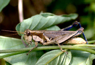 Insectos del Jardín Botánico de Argentina 7 Insectos