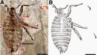 http://sciencythoughts.blogspot.co.uk/2014/12/a-new-species-of-flea-from-early.html