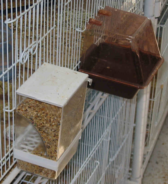 Bird In Everything Types Of Bird Cages bird-in-everything-types-of-bird-cages