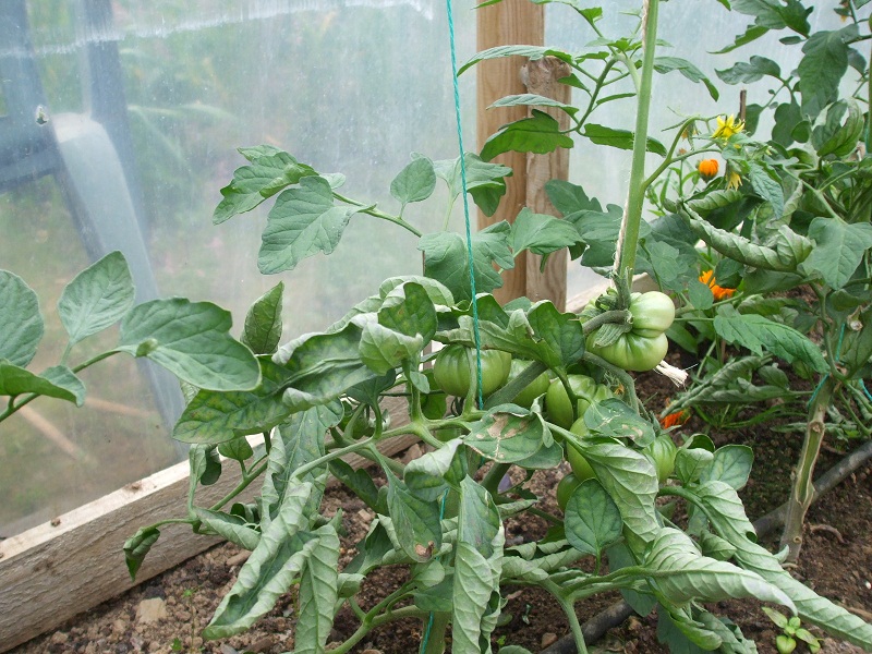 Mr Tomato King: June 2013