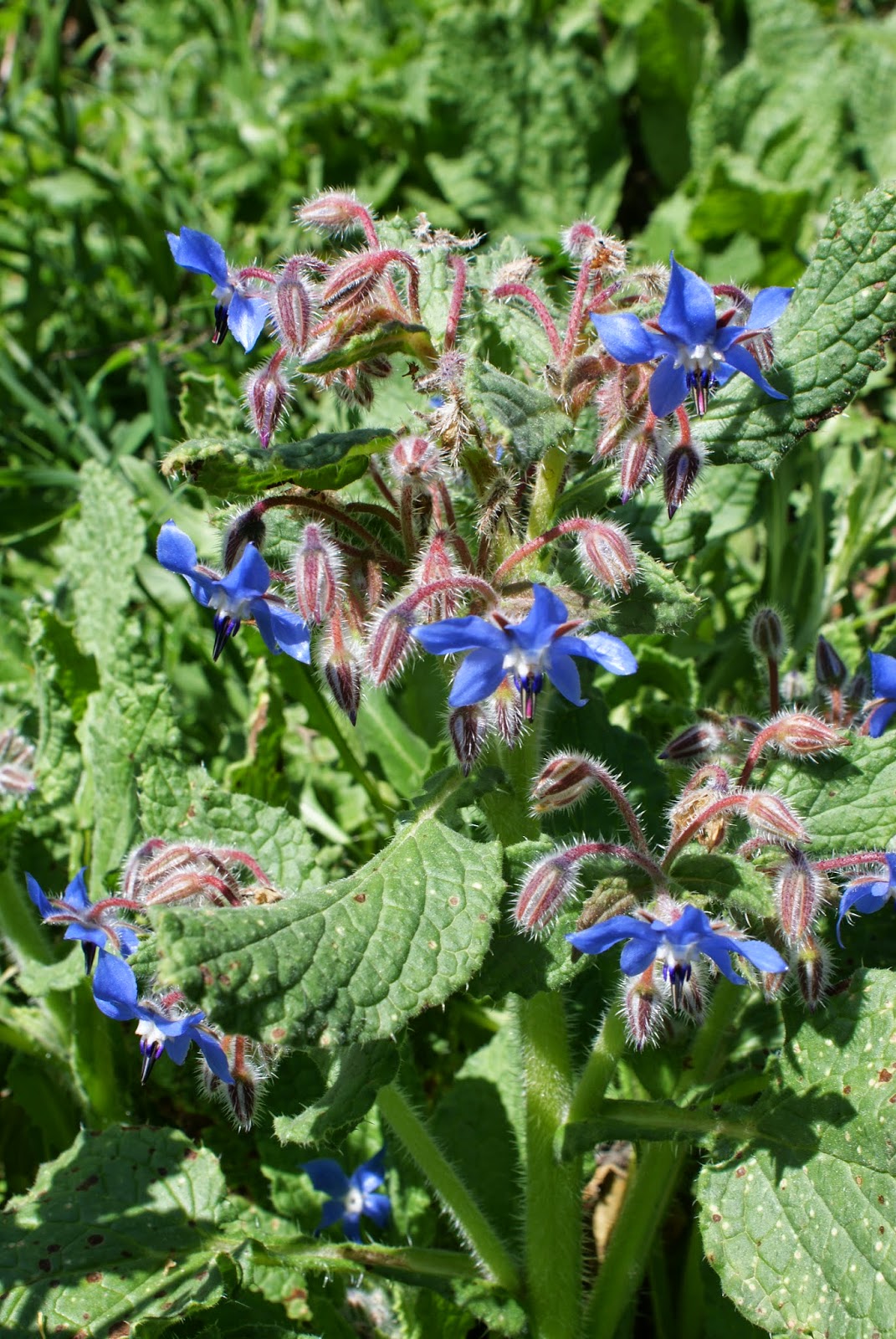 Borago officinalis Wild flowers of Europe by Anita Beijer