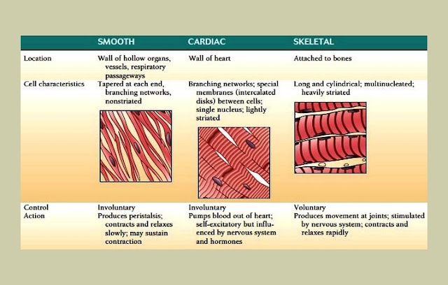 3 Types Of Muscle and Their Functions - Science Shape