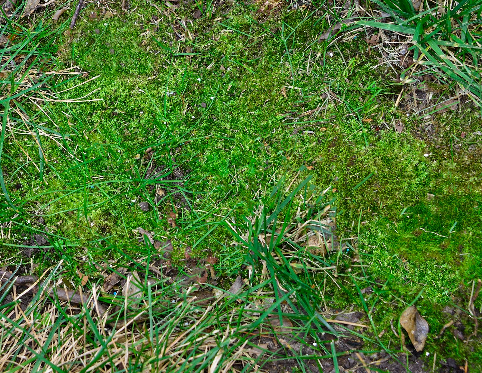 Ask A Master Gardener Controlling Moss in Lawns