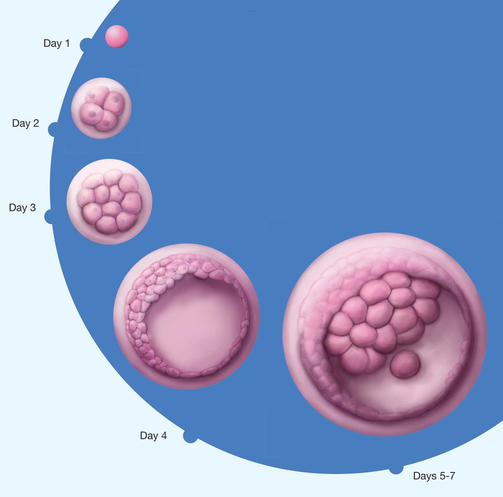 What are cord blood stem cell? Where will you store them?