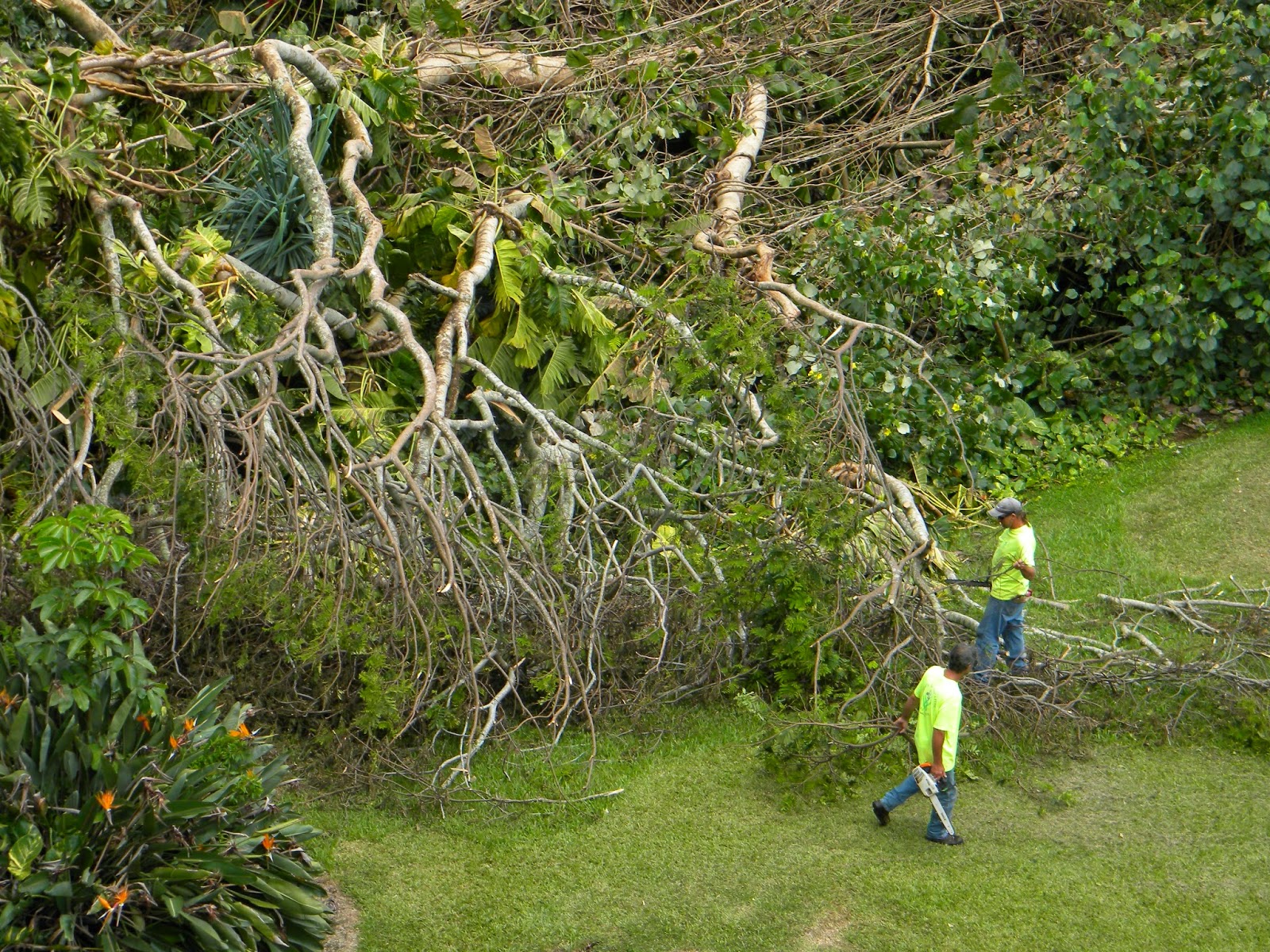 All Hawaii News Hanabusa concedes election, trees targeted for