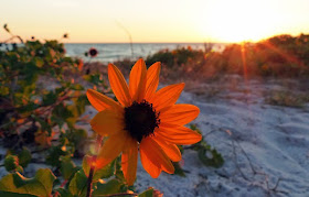 Beach sunflower