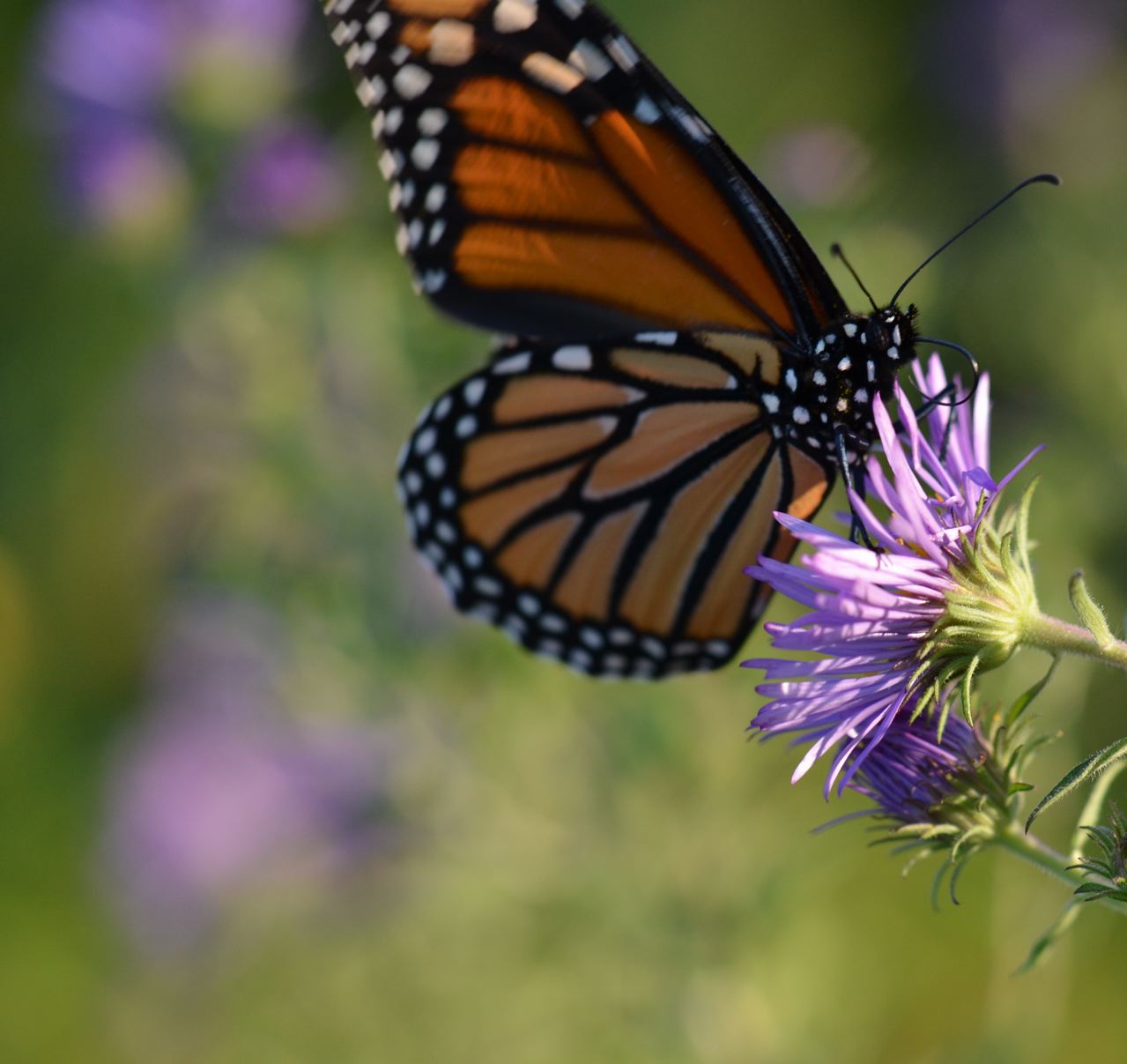 Flower Hill Farm Flower Hill Farm BUTTERFLIES Of 2011 Favorite Monarchs