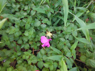 Melastoma malabathricum var. marianum