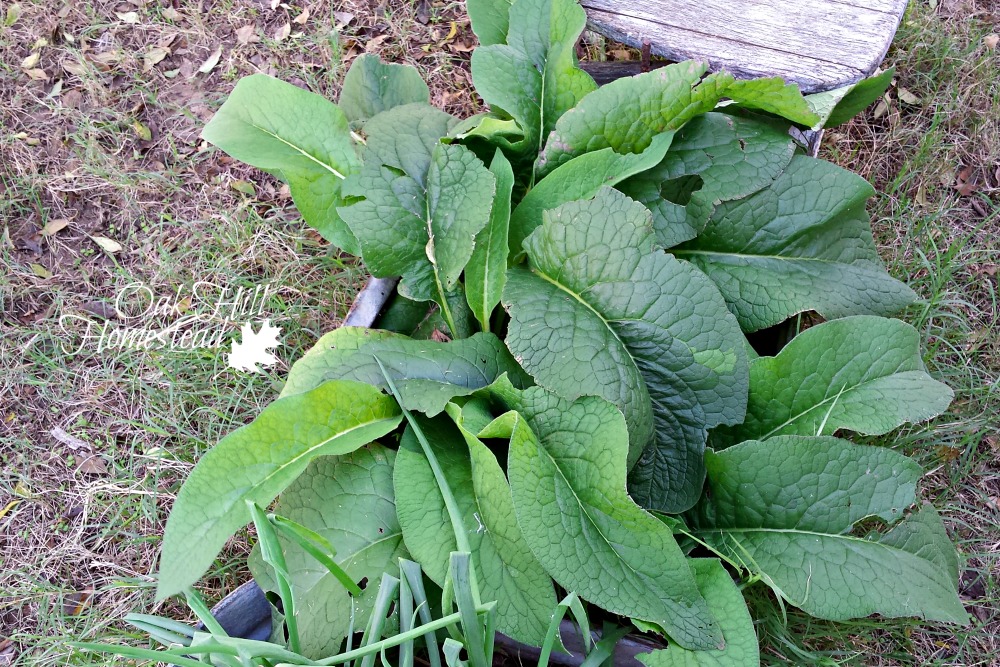 Why You Should Grow Comfrey Oak Hill Homestead