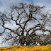California Couple Must Pay $586K For Uprooting Tree On Their Property