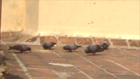 pigeons-on-terrace-173.jpg