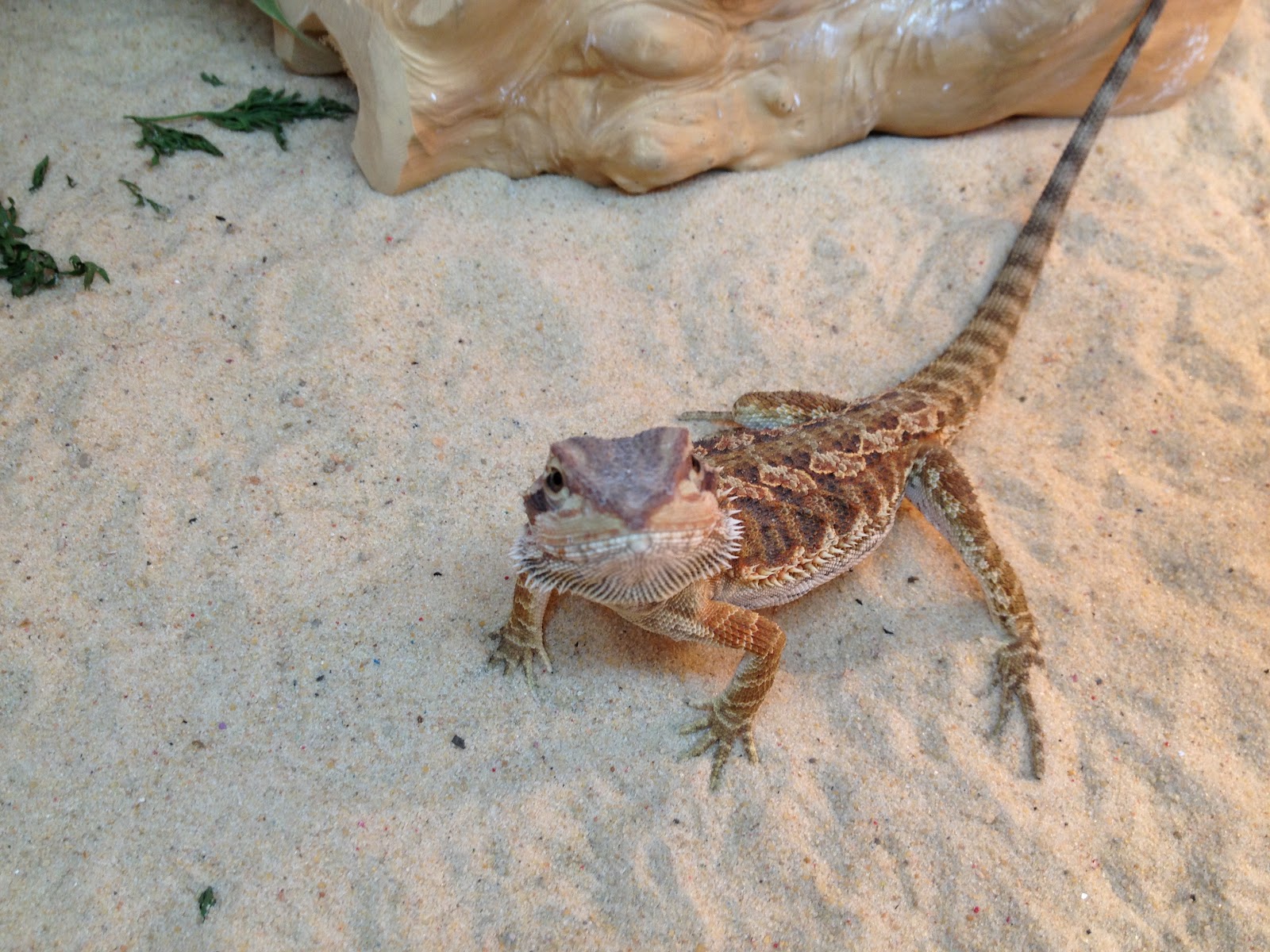 The-Bearded-Dragon-CCG.jpg