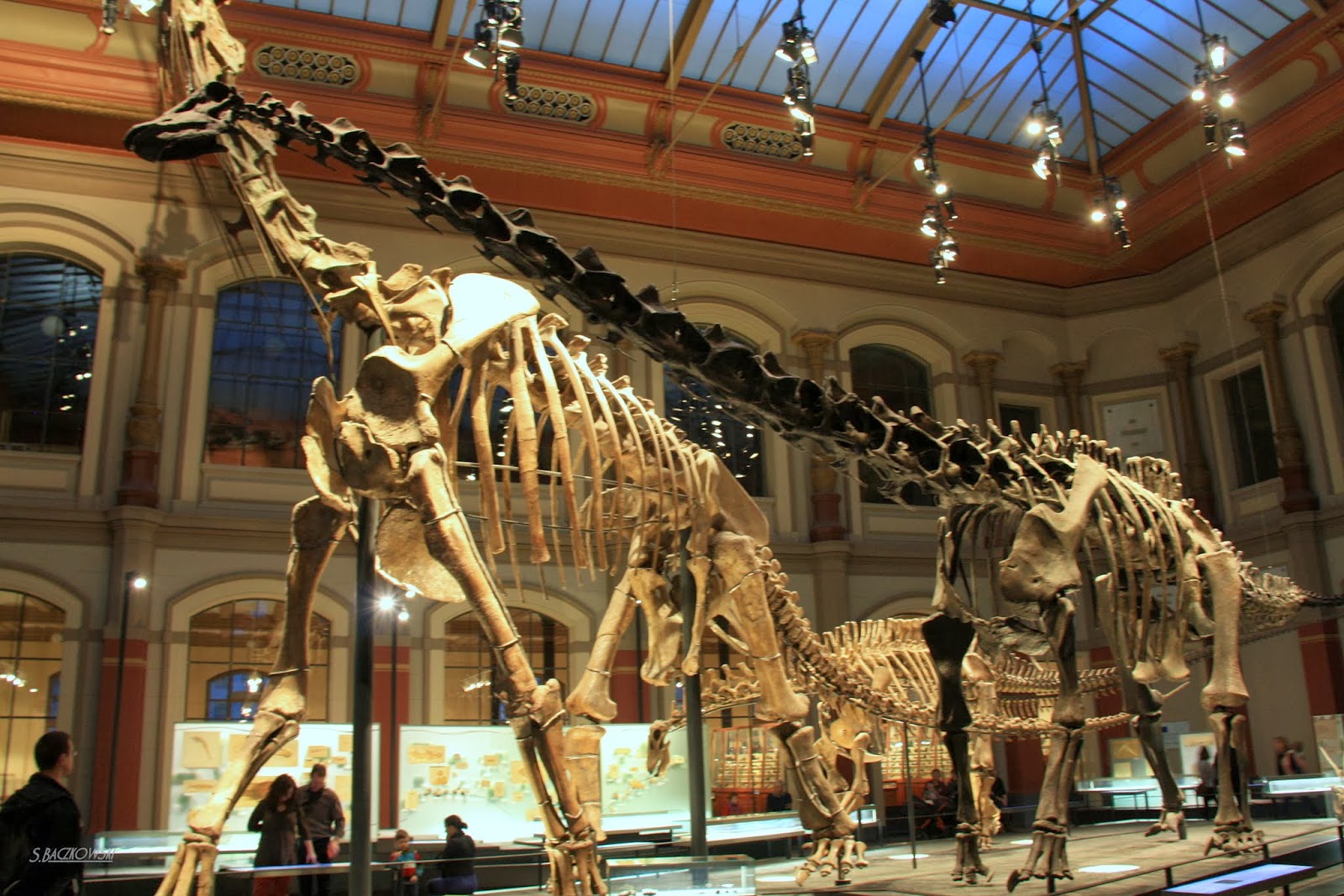 Paleo Świat Muzeum Historii Naturalnej w Berlinie