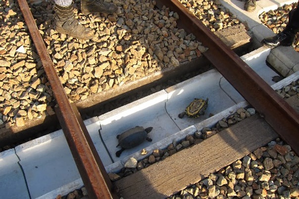 Turtle Tunnel in Japan