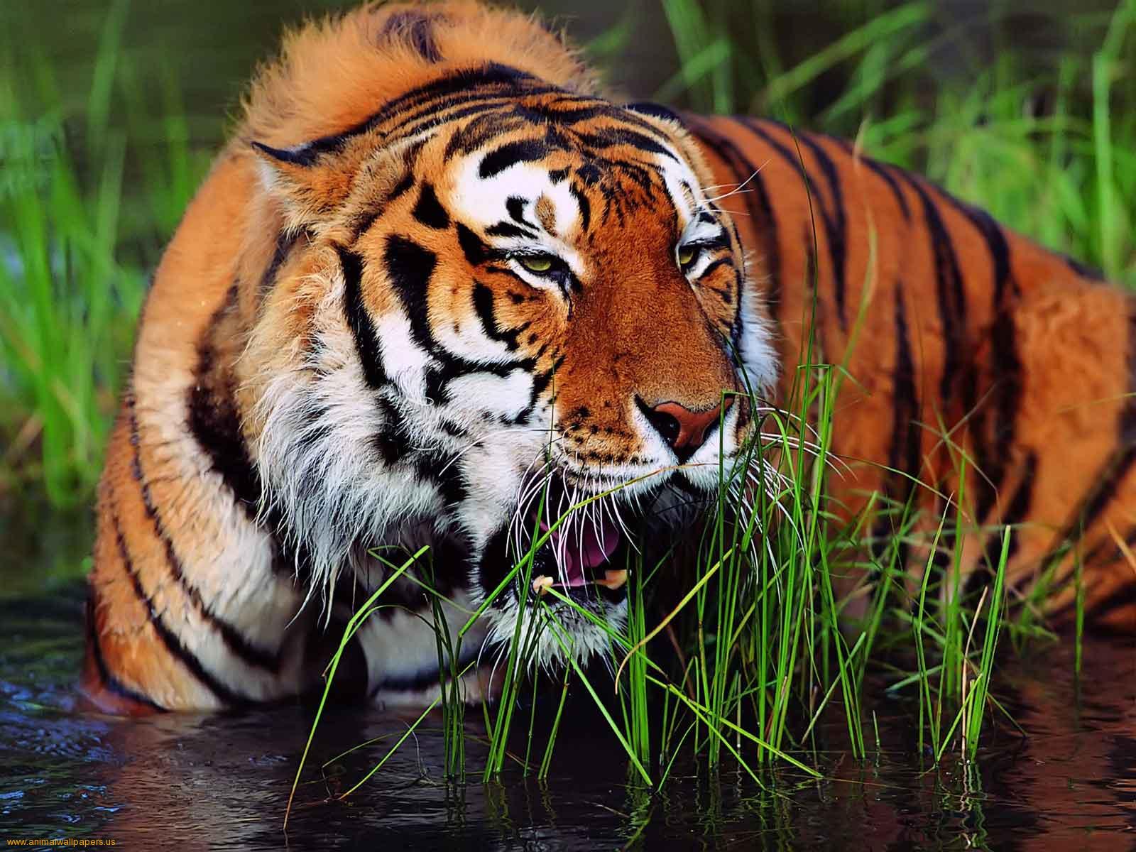 pictures of bengal tiger