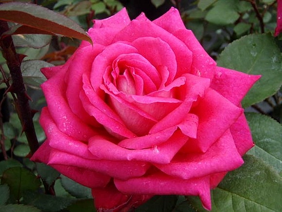Acapella rose сорт розы фото  