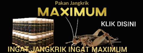 PAKAN JANGKRIK MAXIMUM