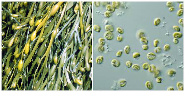 Macroalgae and microalgae. Images by Dozens at en.wikipedia and CSIRO Macroalgae and microalgae. Images by Dozens at en.wikipedia and CSIRO