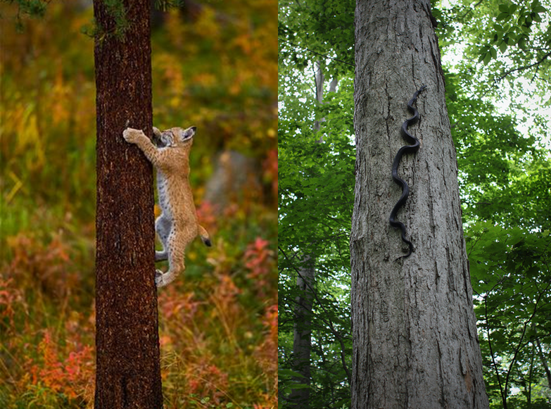 Can Snakes Climb Stairs, Can snakes climb stairs? Reptile Knowledge