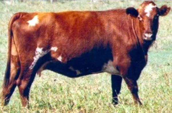 adaptaur cattle, about adaptaur cattle, adaptaur cattle breed info, adaptaur cattle breed facts, adaptaur cattle care, caring adaptaur cattle, adaptaur cattle color, adaptaur cattle characteristics, adaptaur cattle facts, adaptaur cattle for milk, adaptaur cattle for meat, adaptaur cattle history, adaptaur cattle horns, adaptaur cattle info, adaptaur cattle images, adaptaur cattle milk, adaptaur cattle meat, adaptaur cattle origin, adaptaur cattle photos, adaptaur cattle pictures, adaptaur cattle rarity, raising adaptaur cattle, adaptaur cattle rearing, adaptaur cattle size, adaptaur cattle temperament, adaptaur cattle uses, adaptaur cattle weight