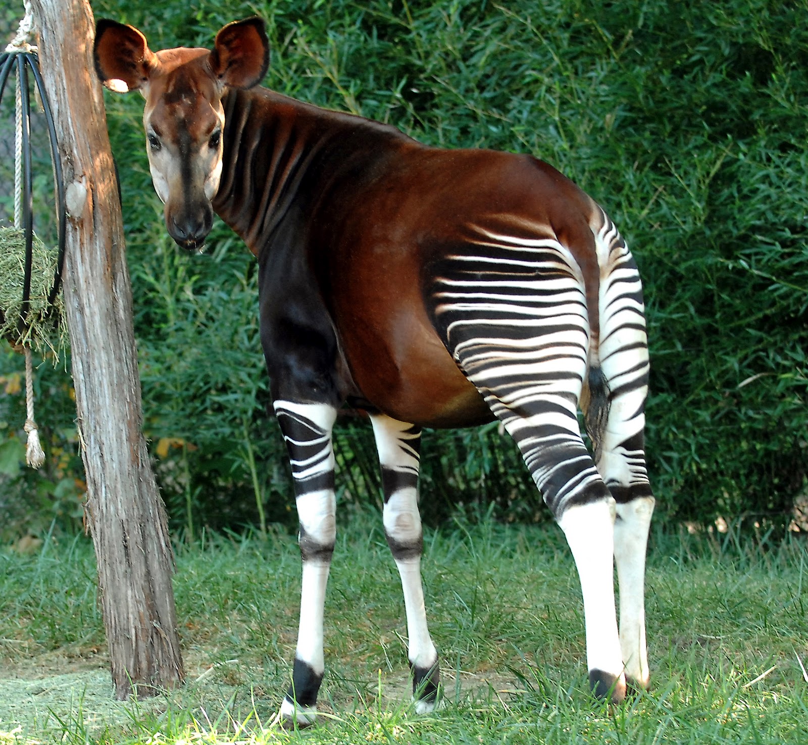 okapi-animals-images