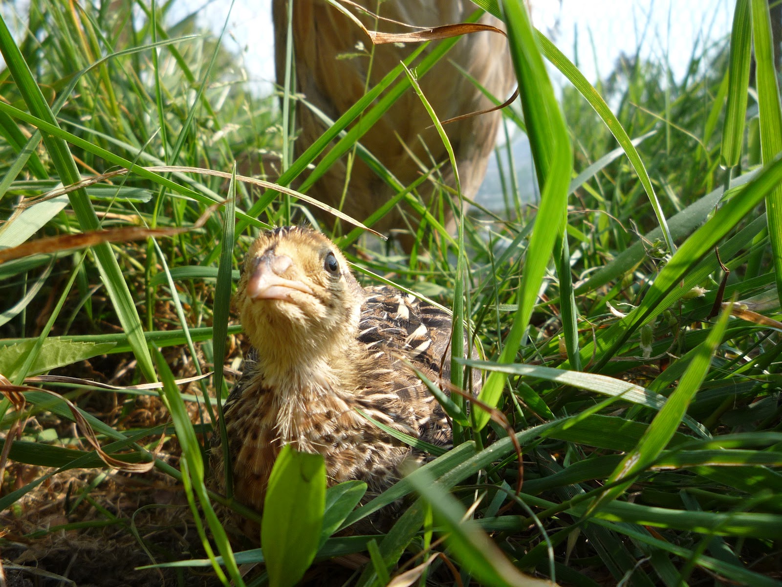 Hen teaches quail chicks to forage and how we freerange them. Hatching & Raising Quail