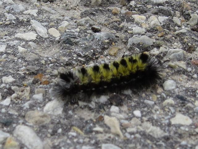 Virgina ctenuchid caterpillar