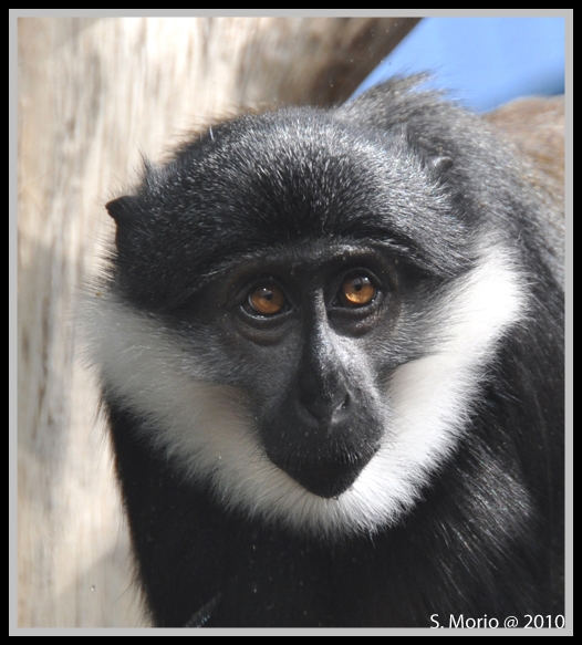 Beszamel i spółka bez ograniczeń Koczkodan górski ( Cercopithecus