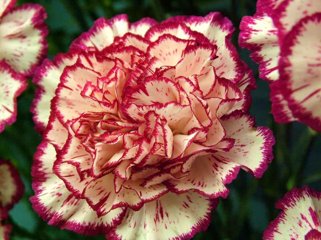 Lady Linda ♡ Tea Time Thursday 16 and Carnations