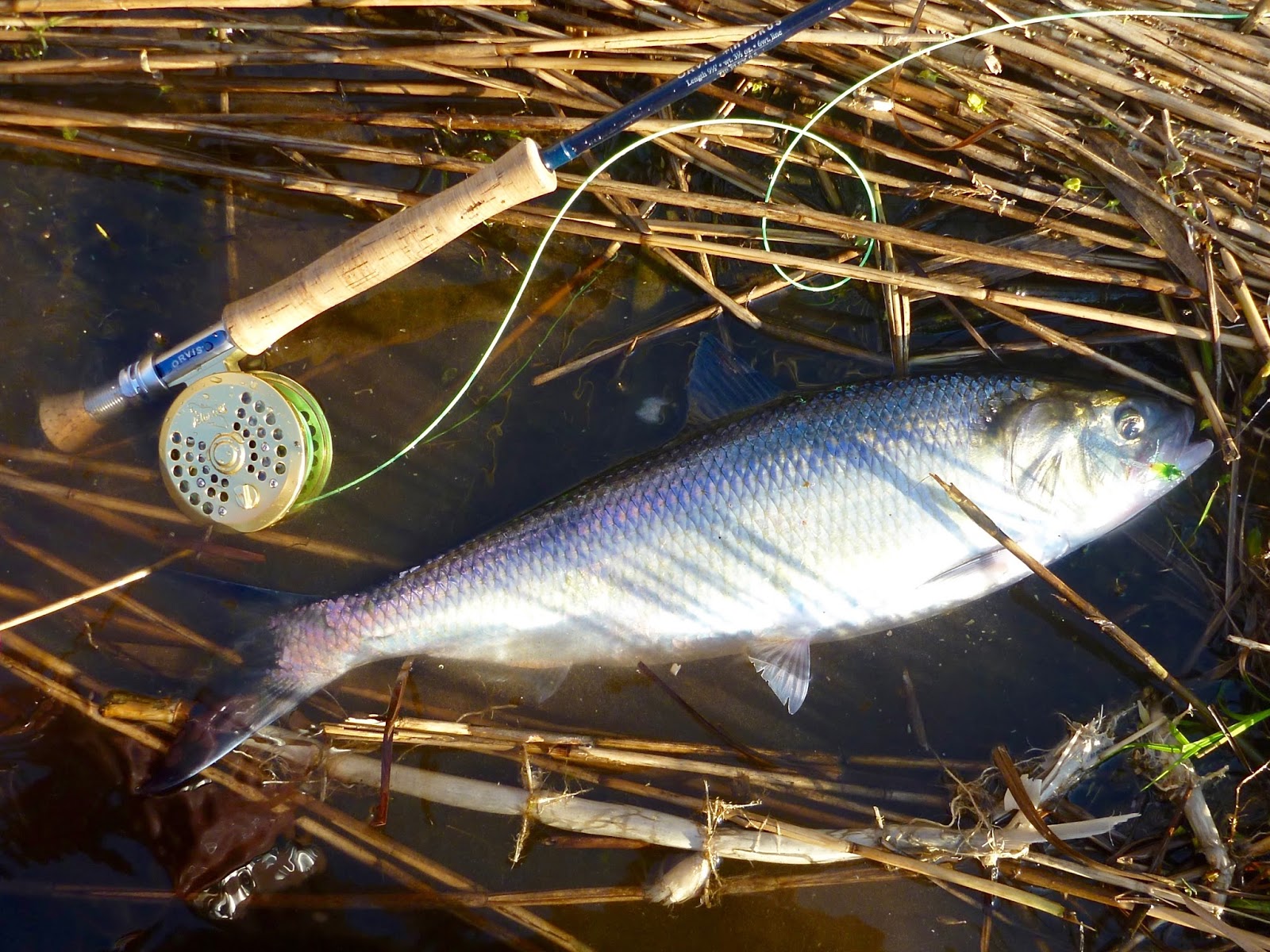 Atlantic Salmon Flies American Shad Flies Part I Simple Shad Fly