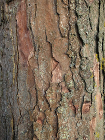 Bark on tree in Nothe Gardens Weymouth.