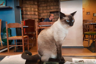 блог кота васьки Париж