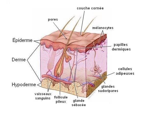 Anatomie de la peau