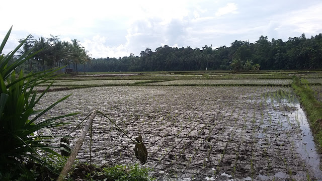 Eksotisnya-lokasi-pesisir-pantai-tanjung-lesung-di-banten_90 Eksotisnya-lokasi-pesisir-pantai-tanjung_90