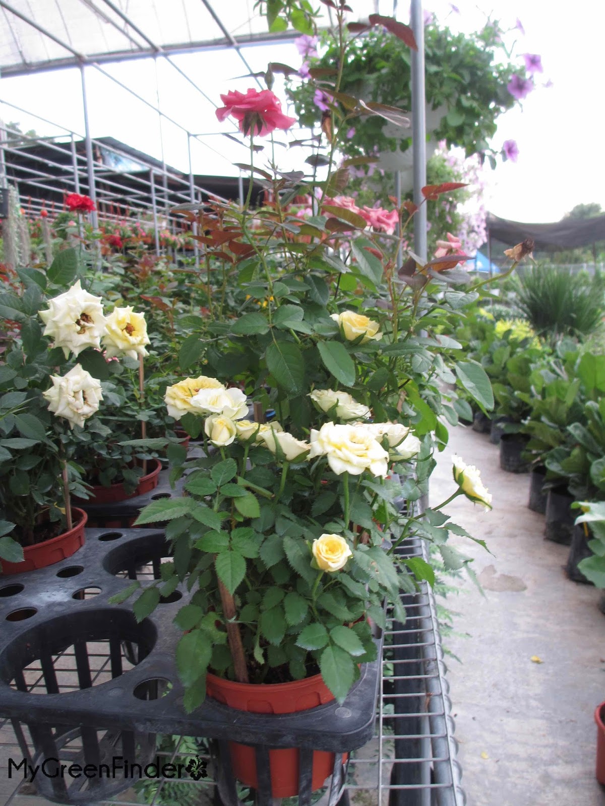MY GREEN FINDER Plant Vendors Rose Palace Nursery