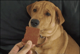 RÃ©sultats de recherche d'images pour Â«Â dog chocolate gifÂ Â»