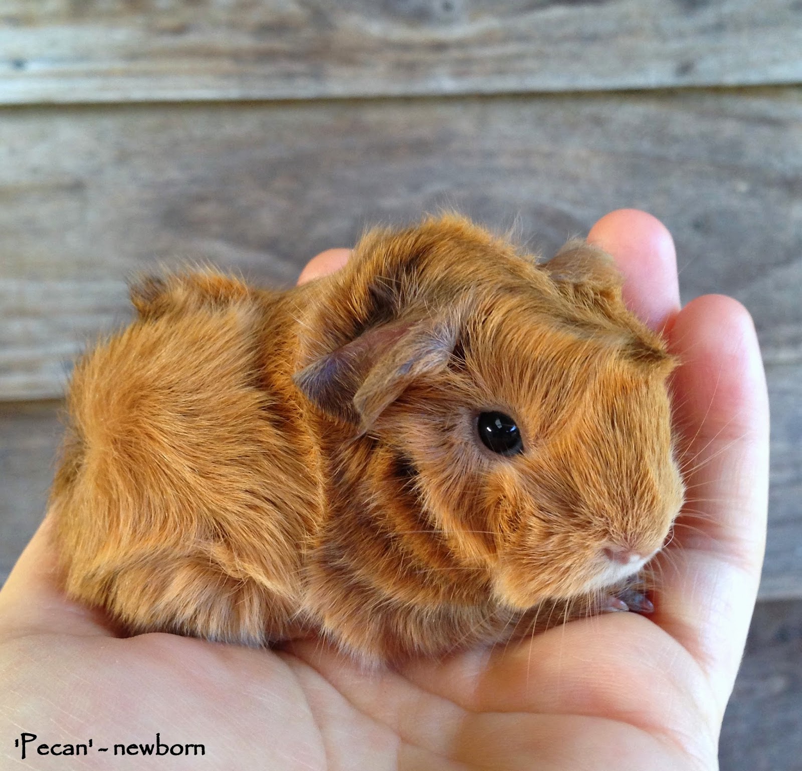 All Things Guinea Pig Pecan, Cruise and Walnut