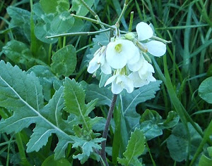 Arabis alpina, flor silvestre blanca