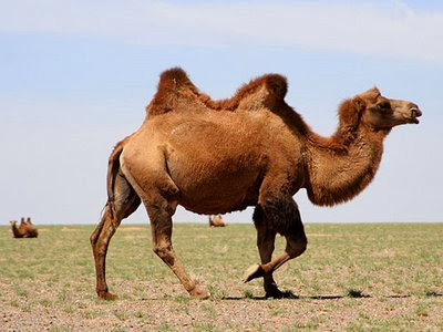 funny camel pictures,nice camel photos,awesome camel pictures,super camel pictures