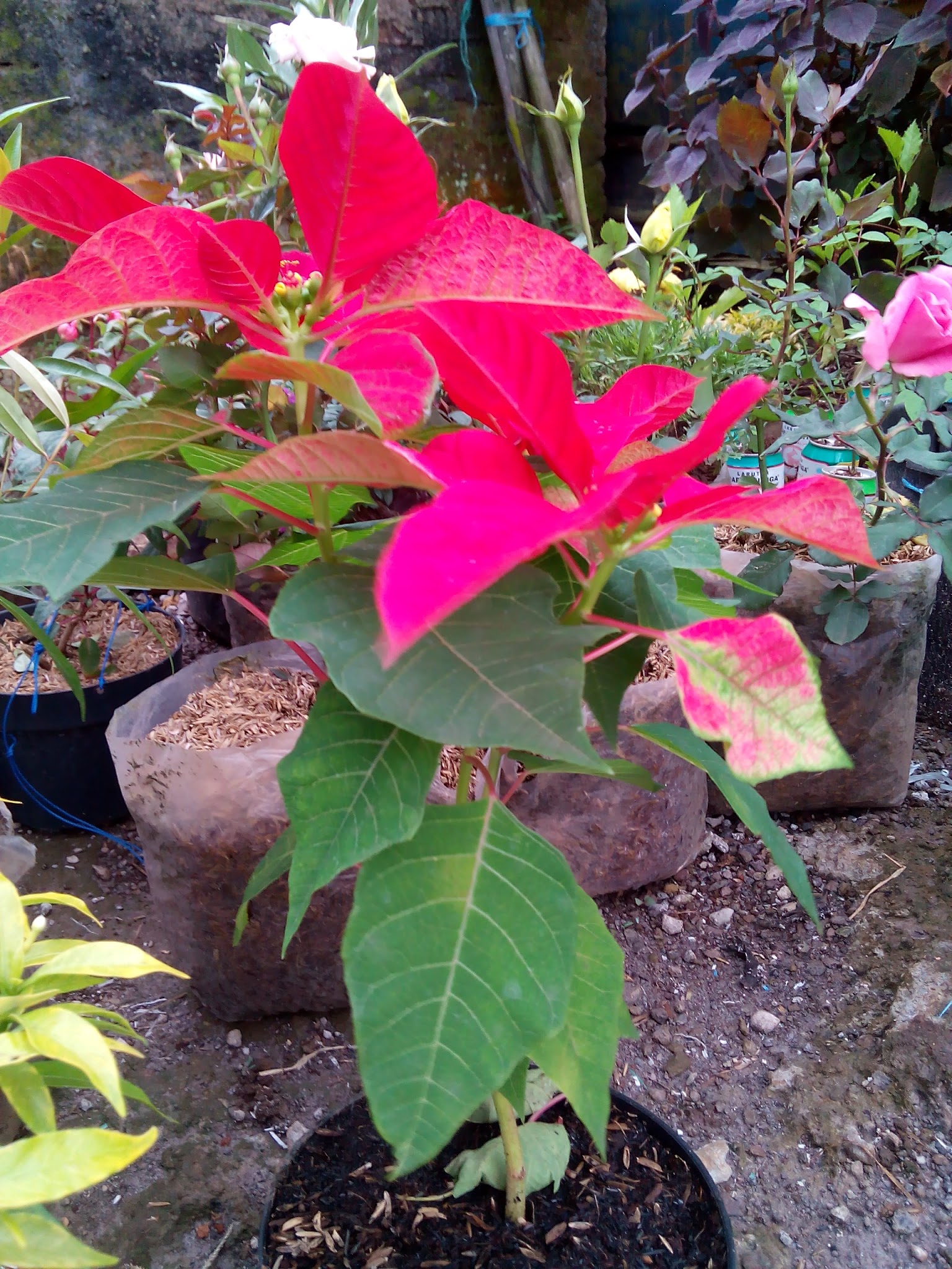 Bunga Daun Merah Hijau : Tanaman daun Aglonema merah hijau/ Tanaman