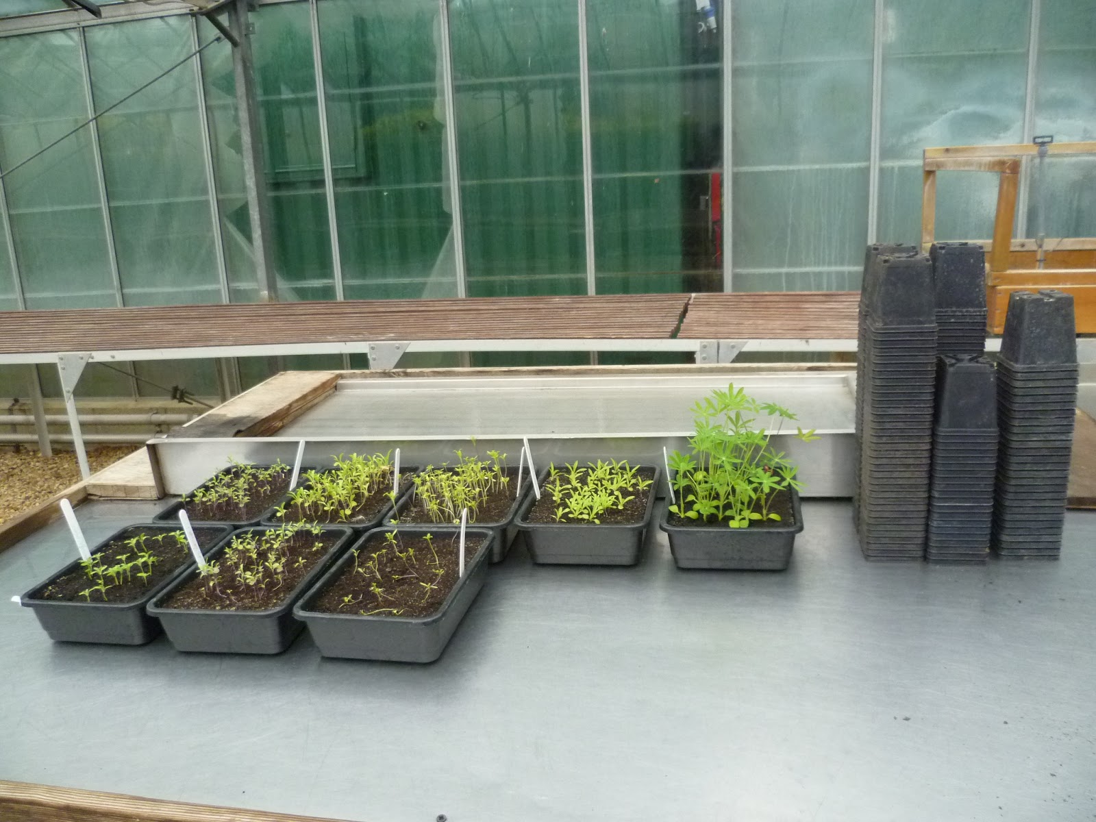 Worcester College Gardeners 20092018 Pricking Out And Pot Washing