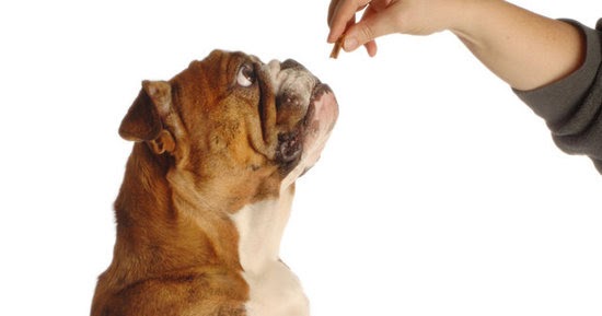 Dog Treats Training Homemade Dog Treats Training Homemade
