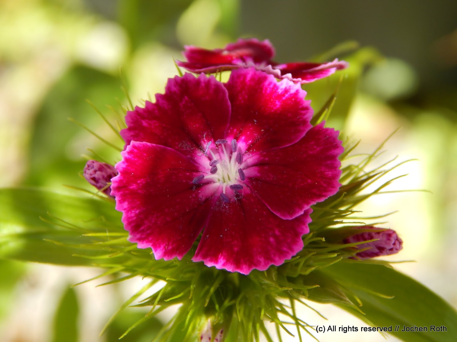 Bartnelken (Dianthus barbatus)