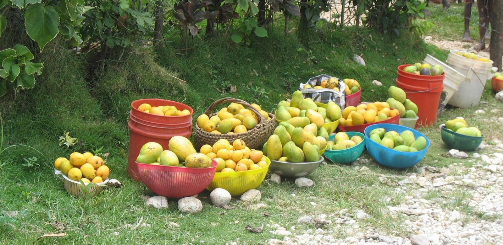Les mangues en Haïti