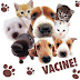 Vacinação contra a raiva para cães e gatos acontece no dia 15 de setembro em Arcoverde