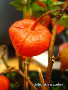 Chinese Lantern Plant (Physalis)